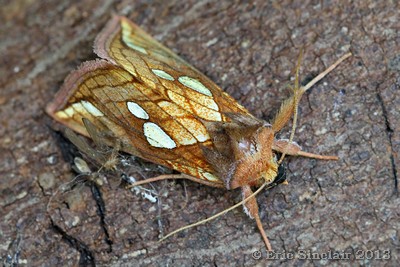 Gold Spot